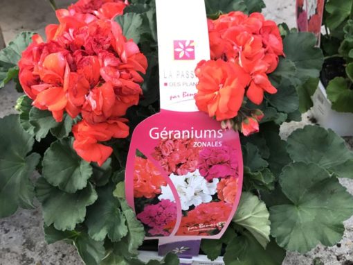 Benoist Horticulture – Poignées Géranium